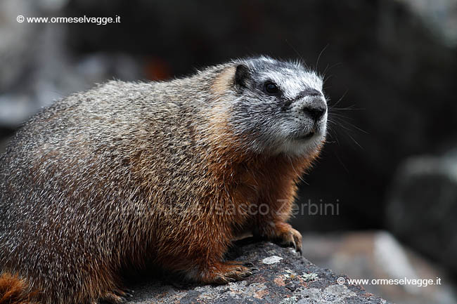 083 Marmotta IMG 0420